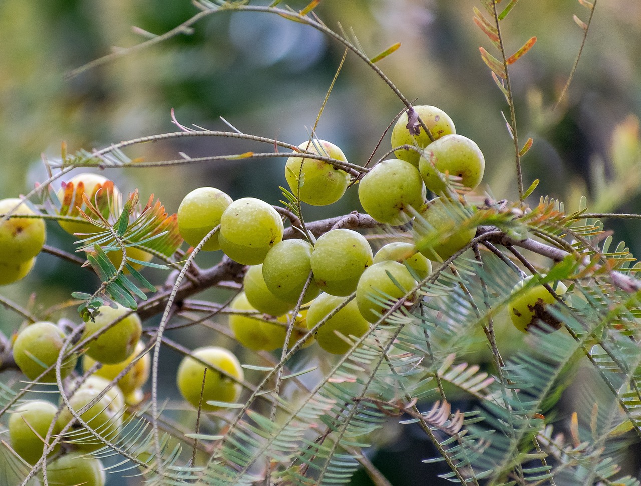 Amla in Ayurveda: The Superfood for Holistic Health